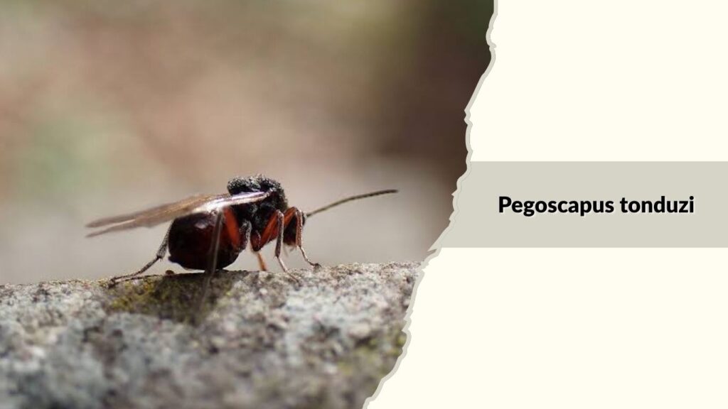 Pegoscapus tonduzi