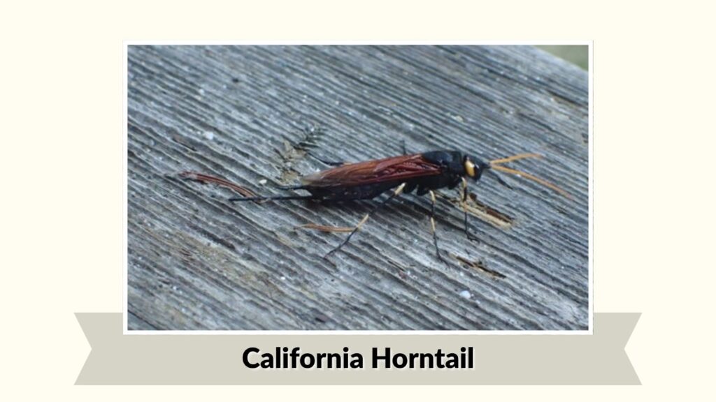California Horntail