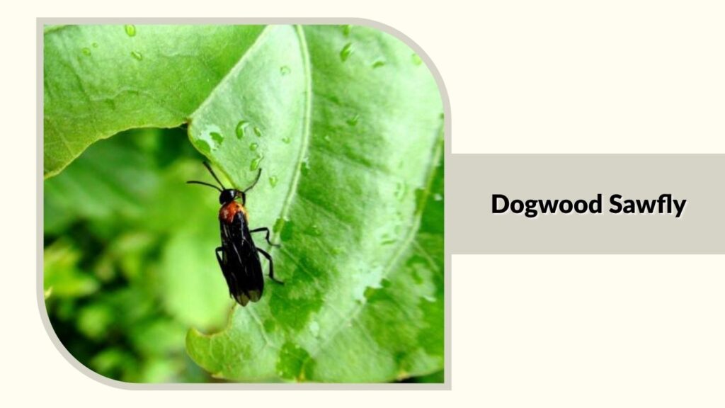 Dogwood Sawfly 