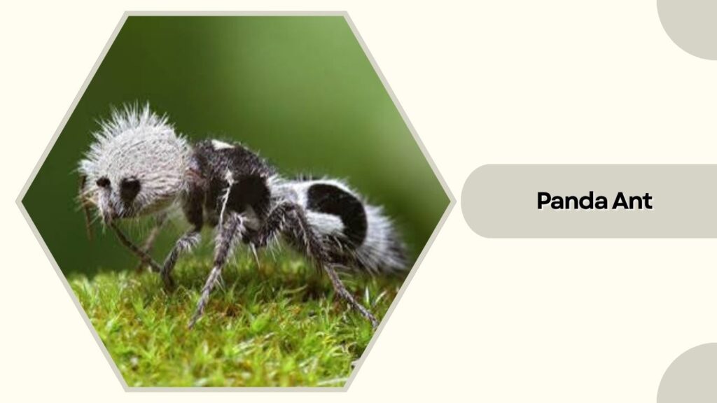Panda Ant