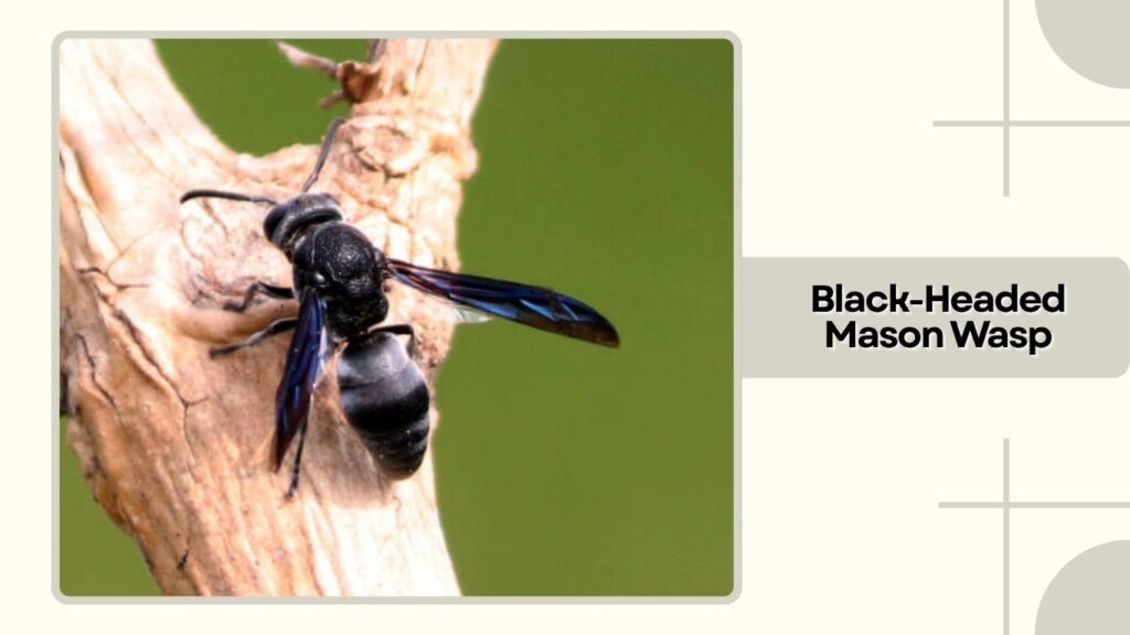 Black-Headed Mason Wasp
