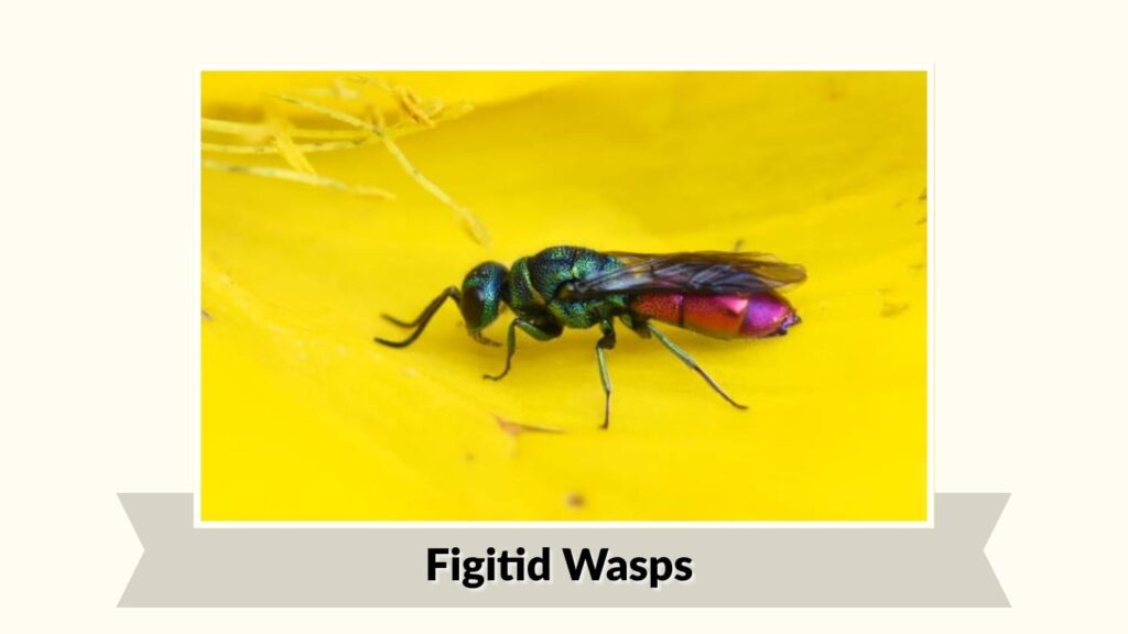 Figitid Wasps