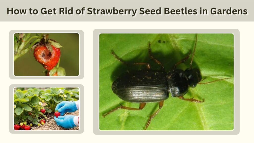 How to Get Rid of Strawberry Seed Beetles in Gardens