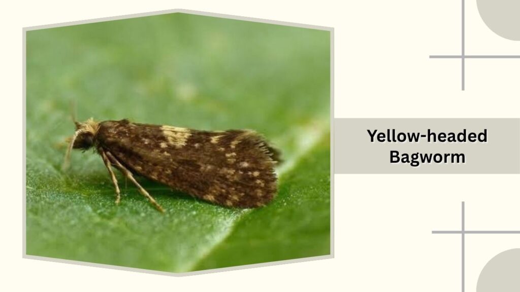 Yellow-headed Bagworm