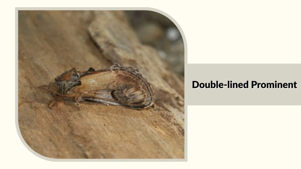 Double-lined Prominent