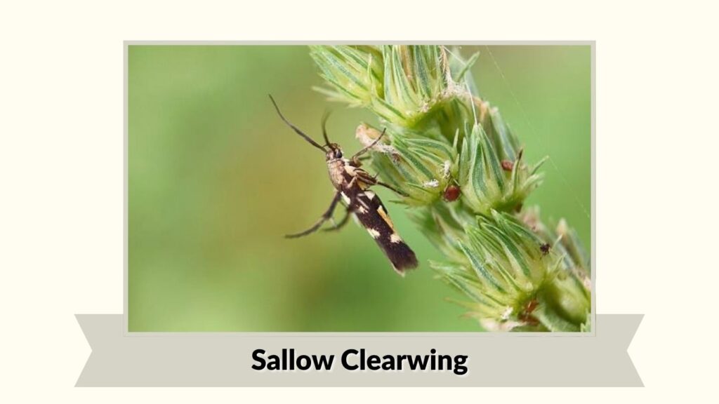 Sallow Clearwing