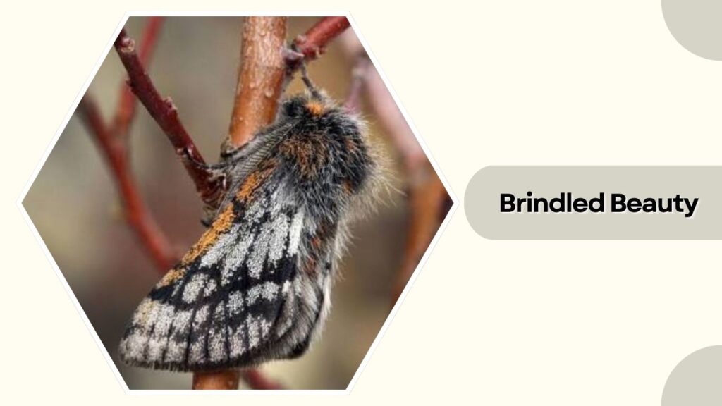  Brindled Beauty