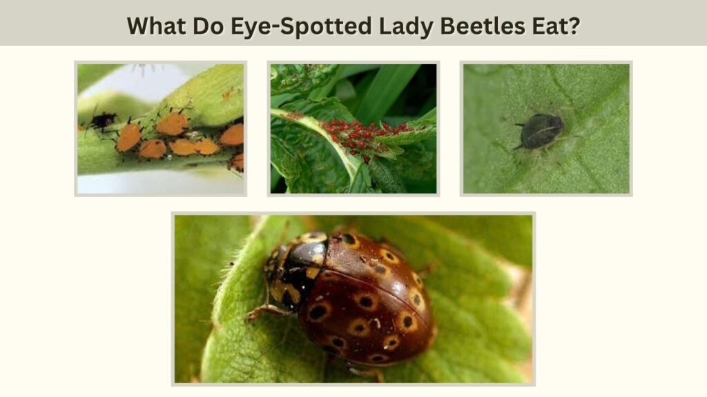 What Do Eye-Spotted Lady Beetles Eat?