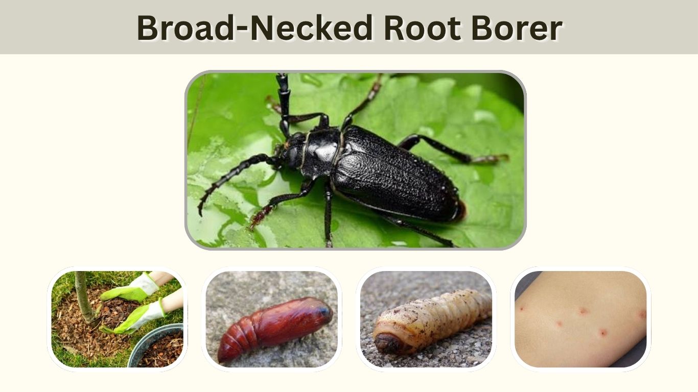 Broad-Necked Root Borer: Identification, Bite & Control