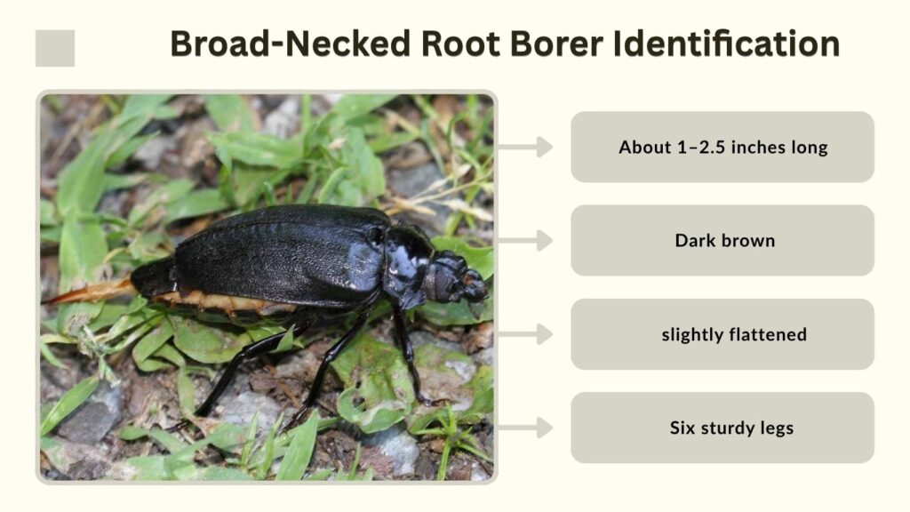 Broad-Necked Root Borer Identification
