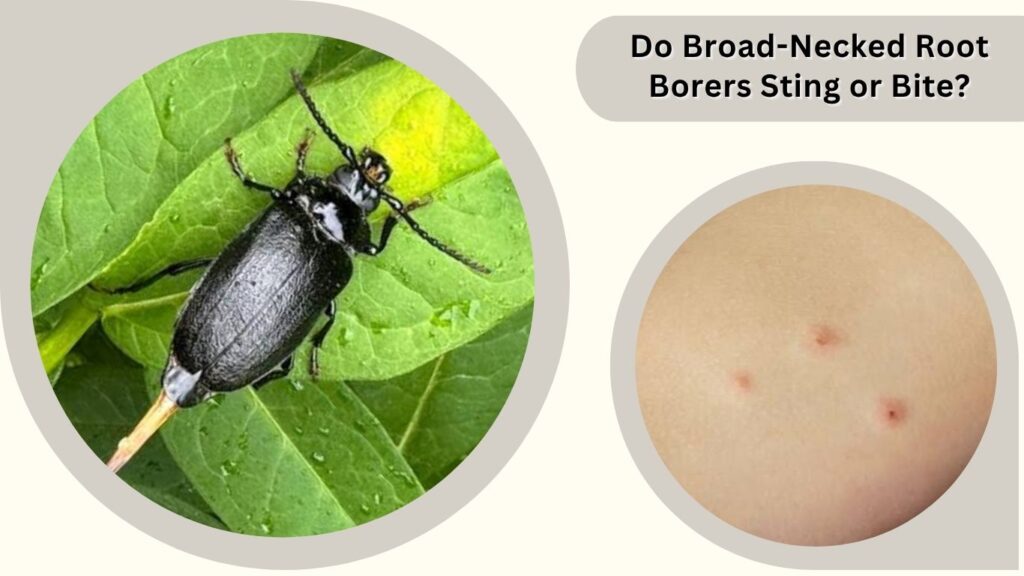 Do Broad-Necked Root Borers Sting or Bite?