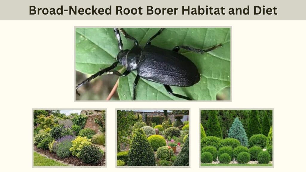Broad-Necked Root Borer Habitat and Diet