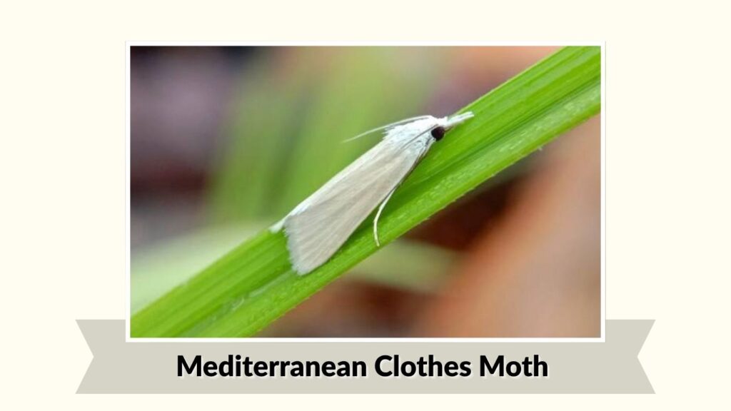 Mediterranean Clothes Moth