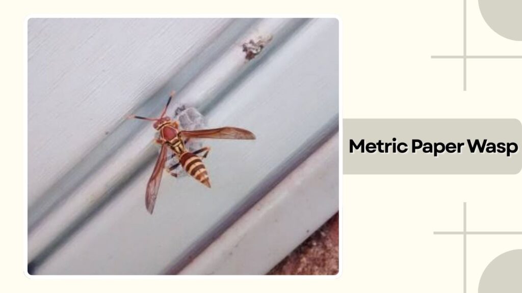 Metric Paper Wasp