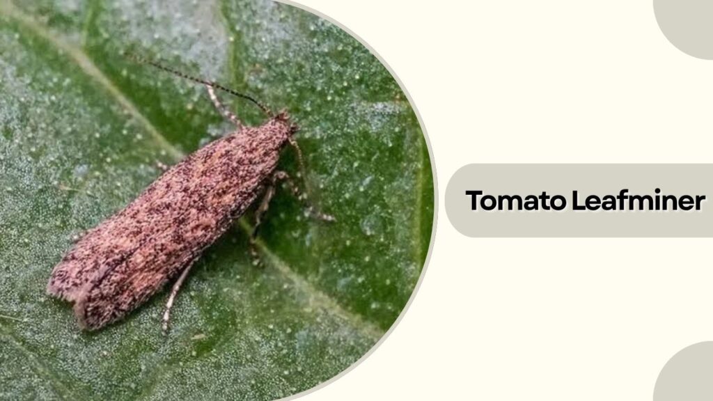 Tomato Leafminer