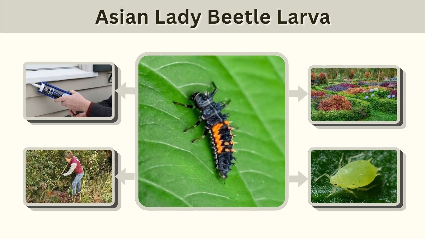 Asian Lady Beetle Larva: Identification, Diet & Facts