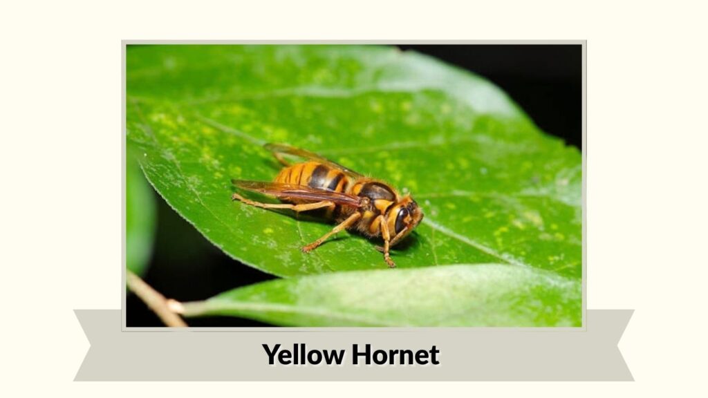 Yellow Hornet