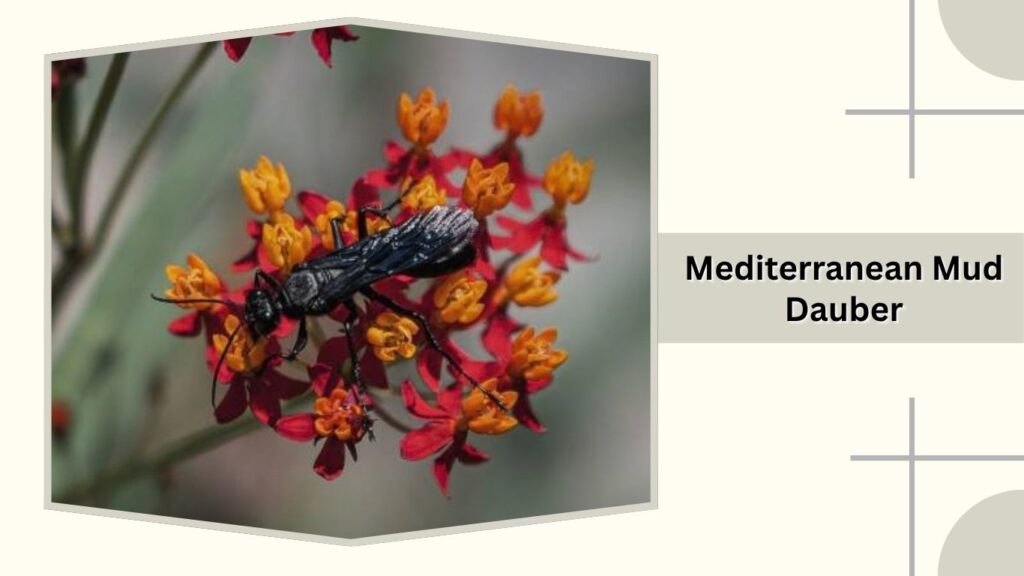 Mediterranean Mud Dauber
