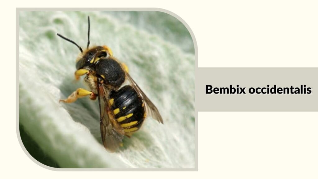 Bembix occidentalis