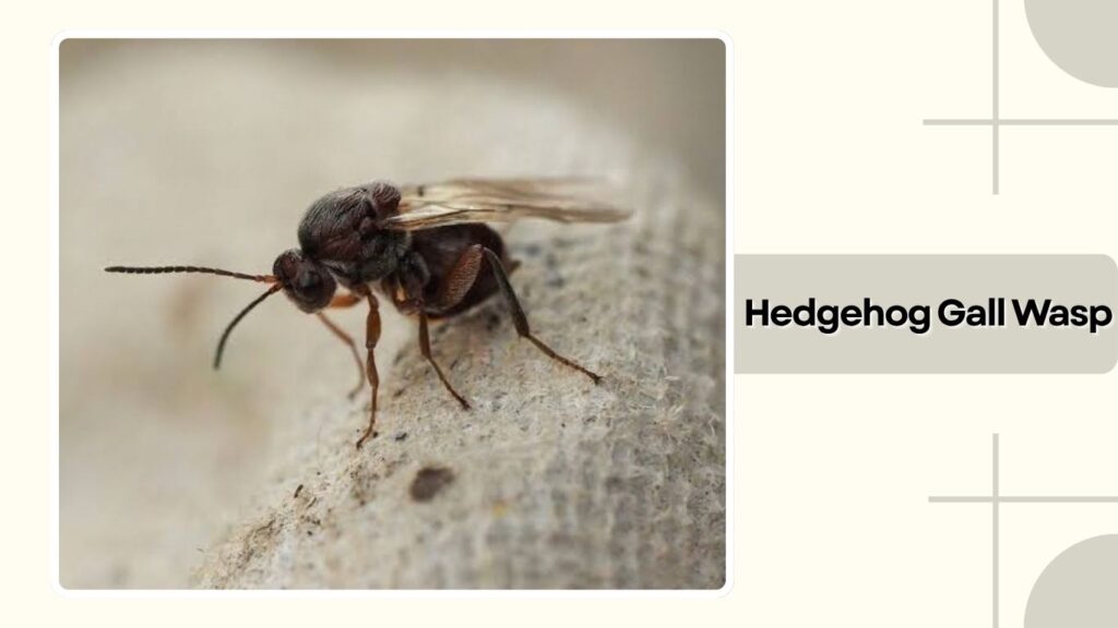 Hedgehog Gall Wasp