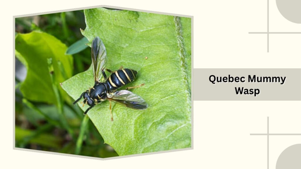 Quebec Mummy Wasp