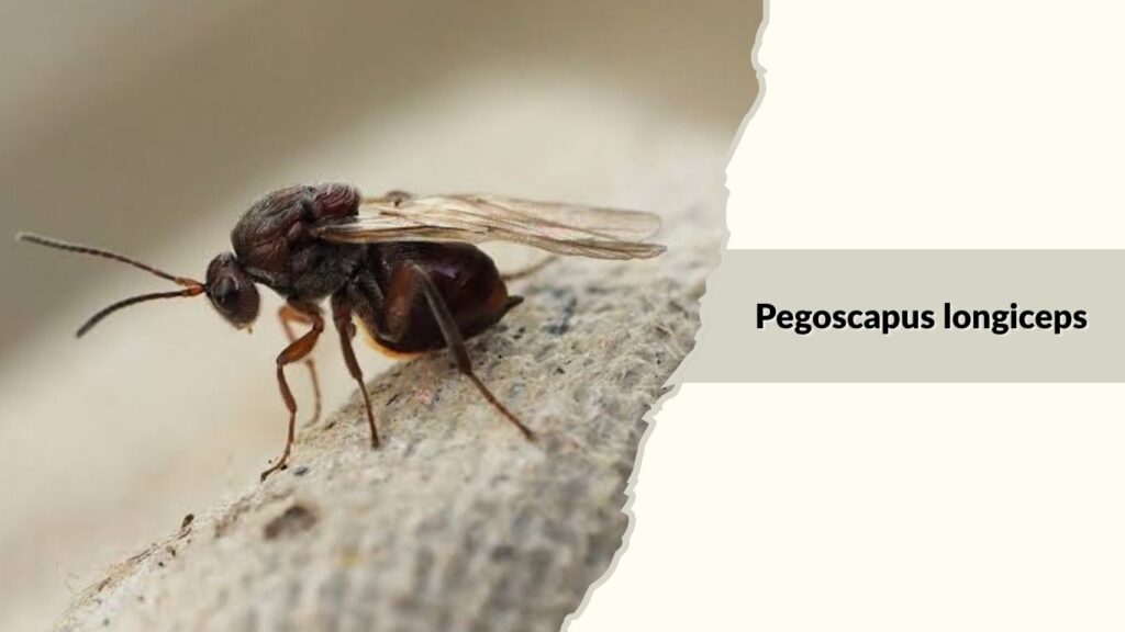 Pegoscapus longiceps