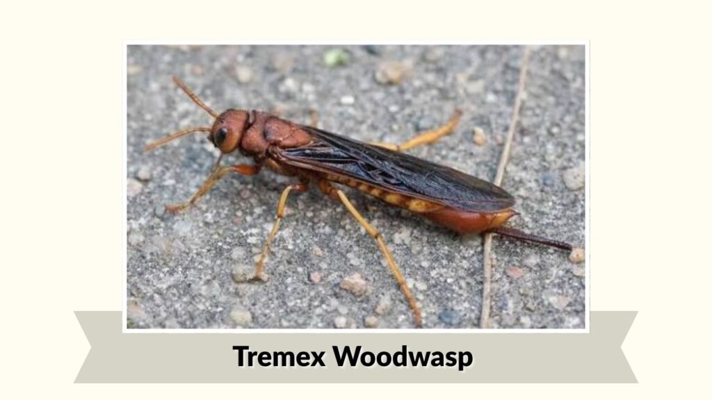 Tremex Woodwasp (Tremex fuscicornis)