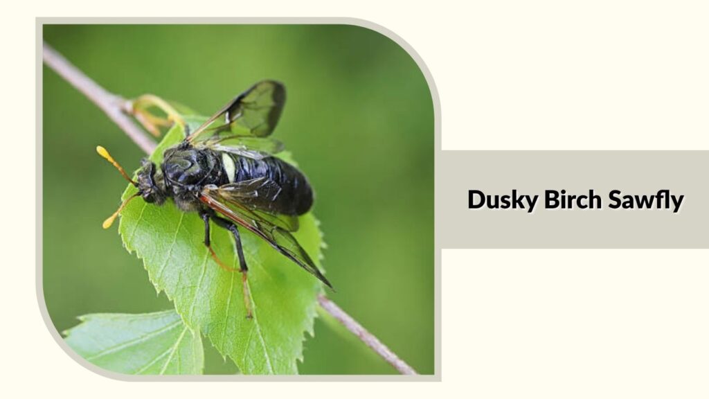 Dusky Birch Sawfly