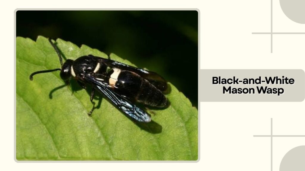 Black-and-White Mason Wasp