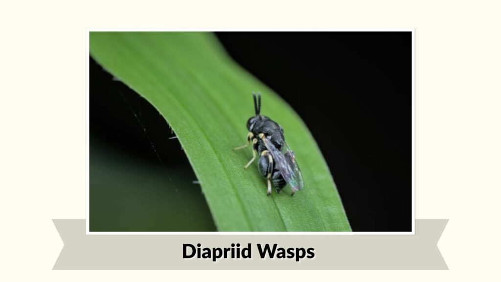 Diapriid Wasps