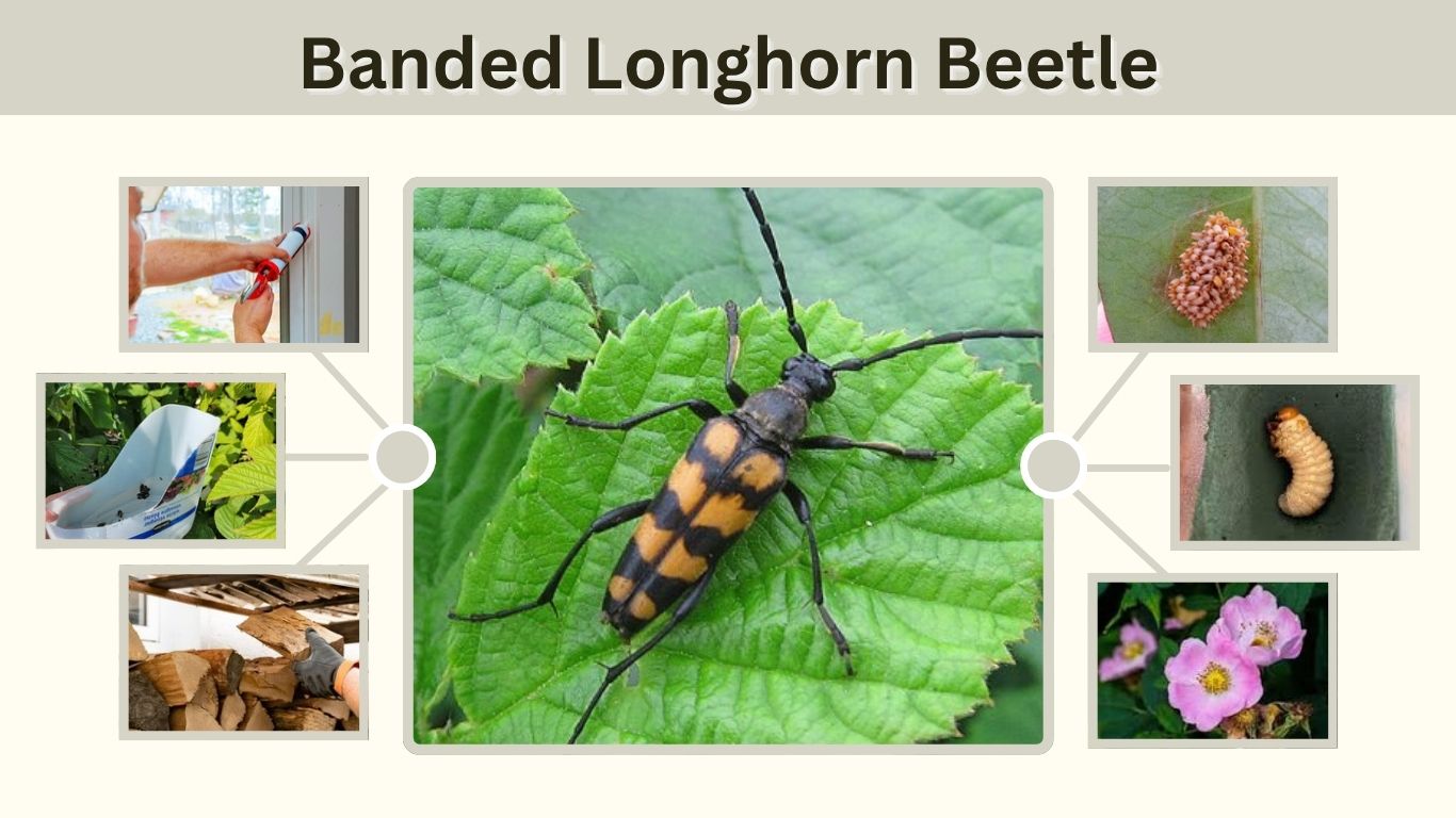 Banded Longhorn Beetle: Identification, Bite & Facts