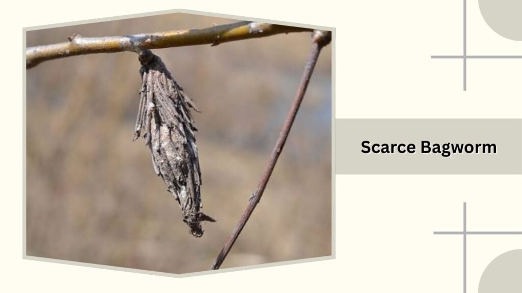 Scarce Bagworm