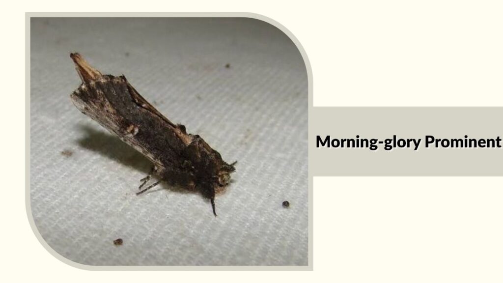 Morning-glory Prominent