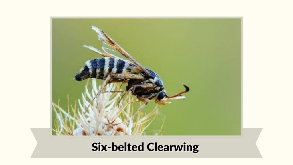 Six-belted Clearwing