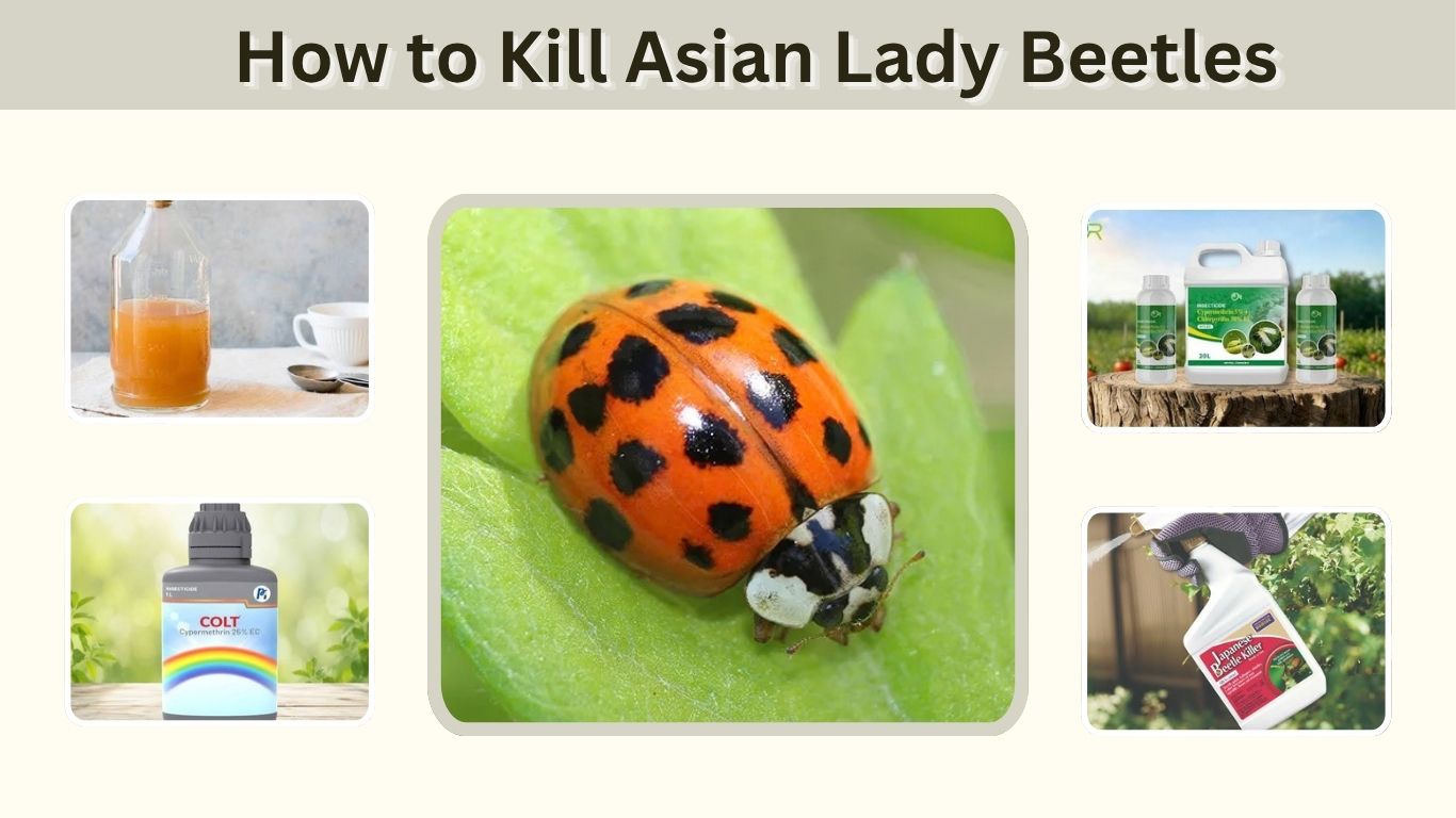 How to Kill Asian Lady Beetles: Best Methods That Work
