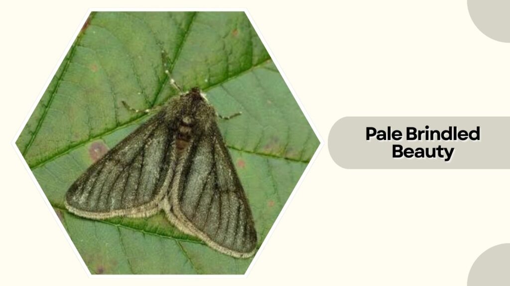 Pale Brindled Beauty