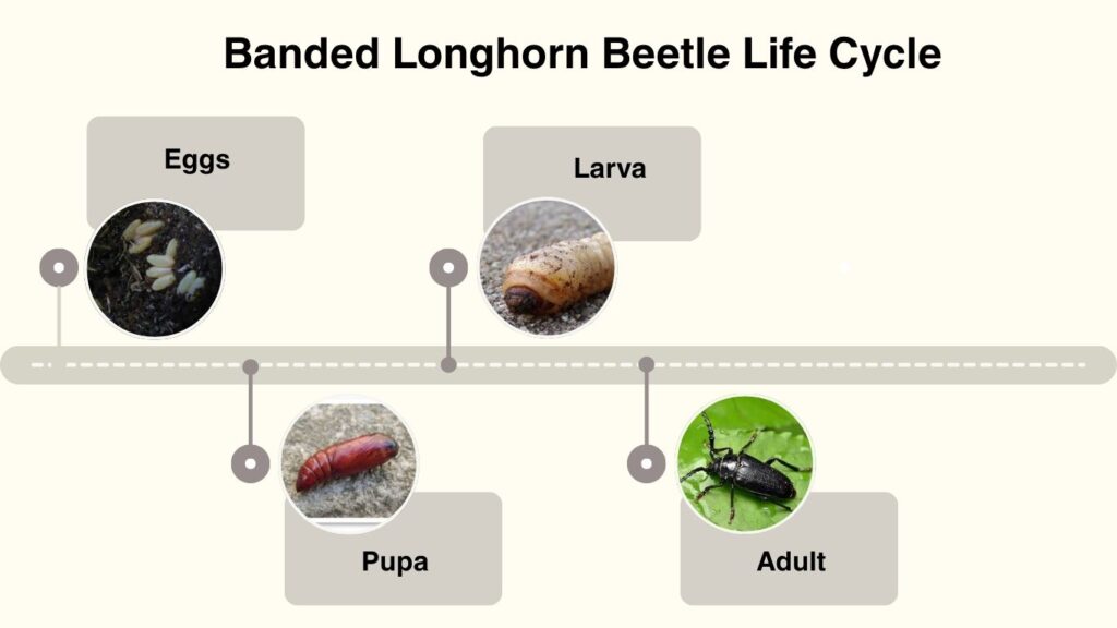 Broad-Necked Root Borer Life Cycle