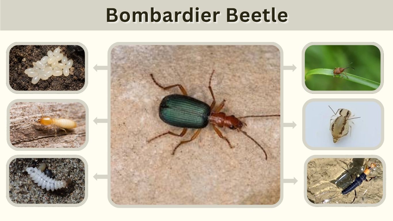 Bombardier Beetle: Identification, Spray, Habitat & Facts