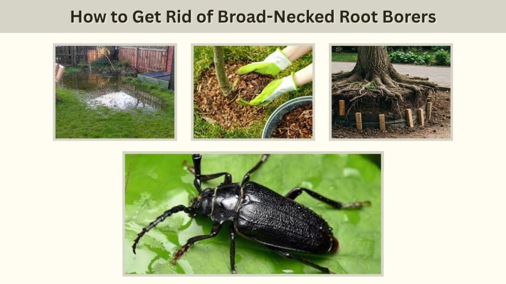 How to Prevent Broad-Necked Root Borer Infestations