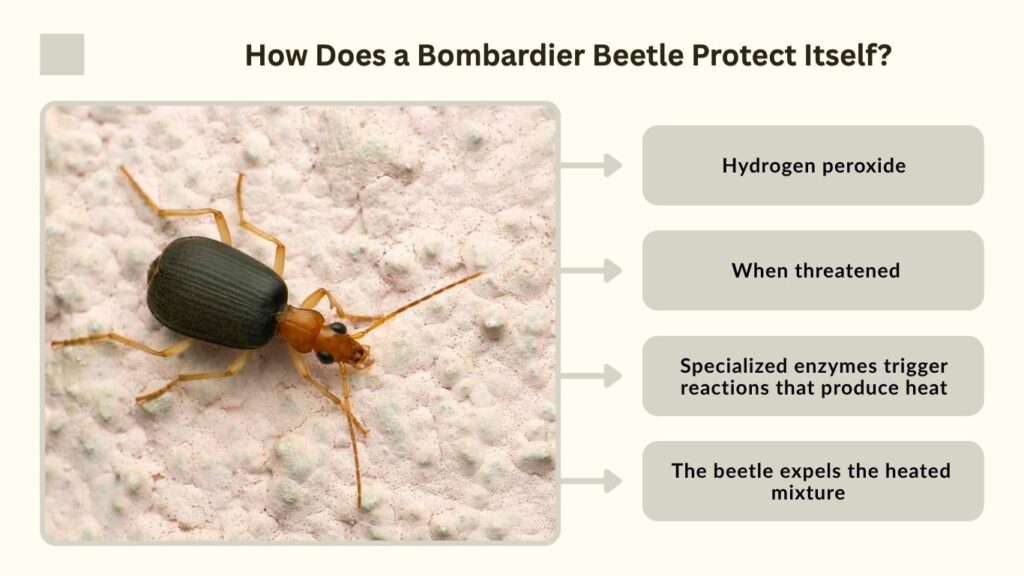 How Does a Bombardier Beetle Protect Itself?