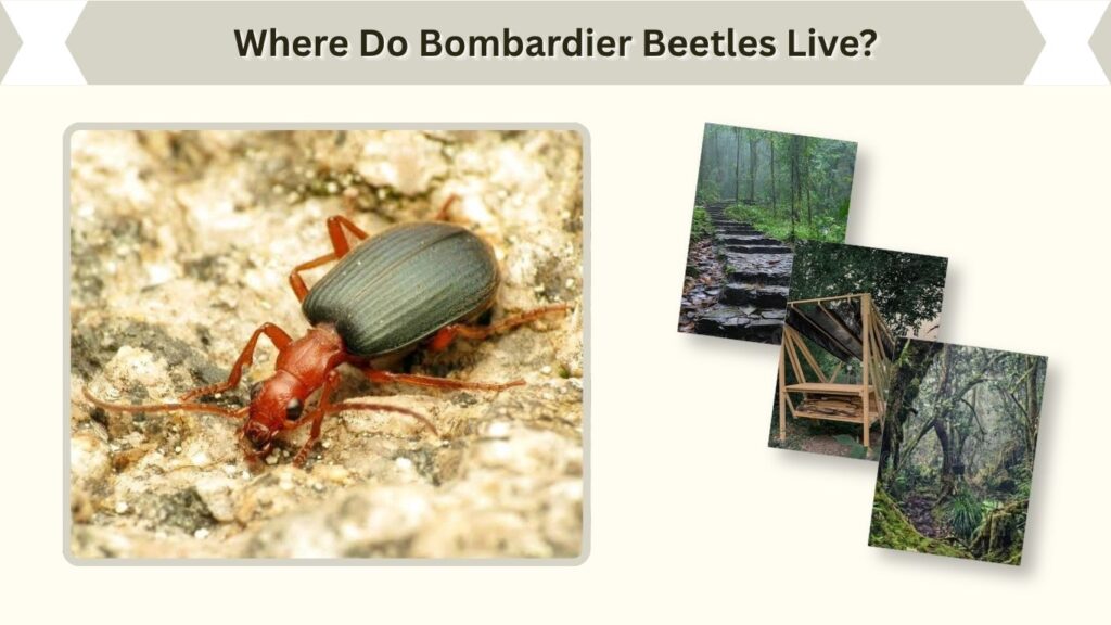 Where Do Bombardier Beetles Live?