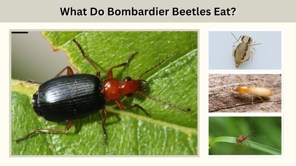 What Do Bombardier Beetles Eat?
