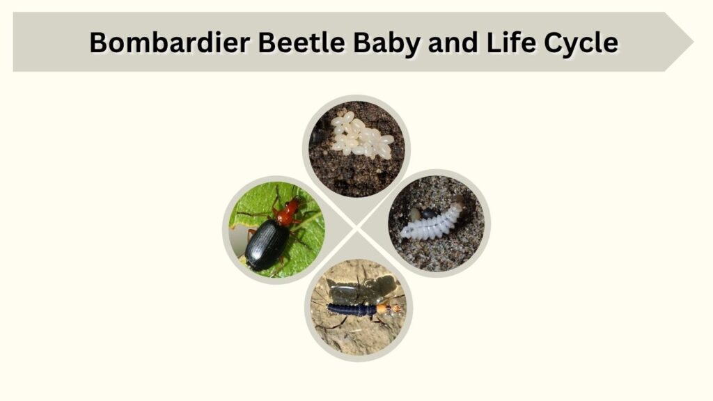 Bombardier Beetle Baby and Life Cycle