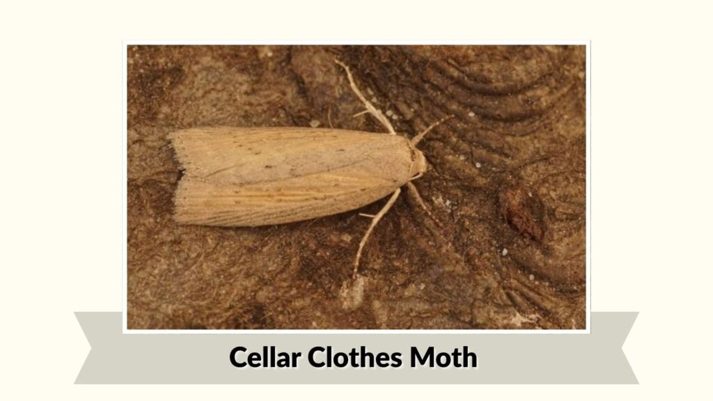 Cellar Clothes Moth