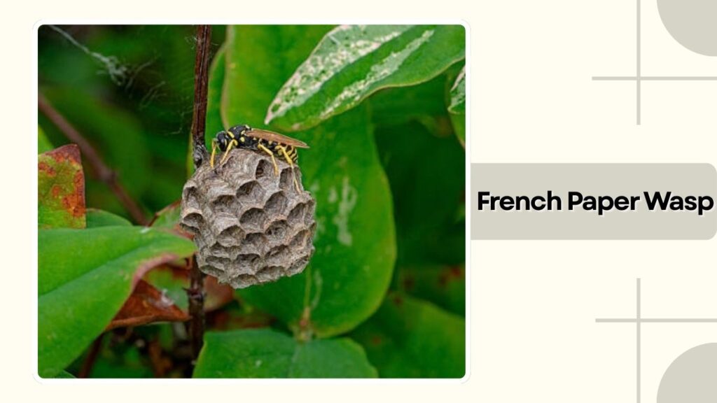 French Paper Wasp