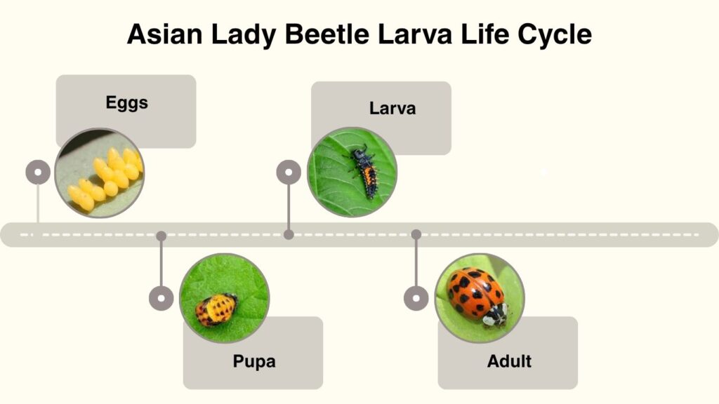 Asian Lady Beetle Larva Life Cycle