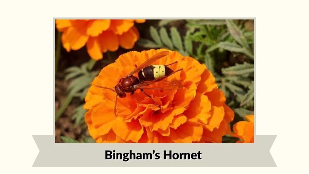 Bingham’s Hornet
