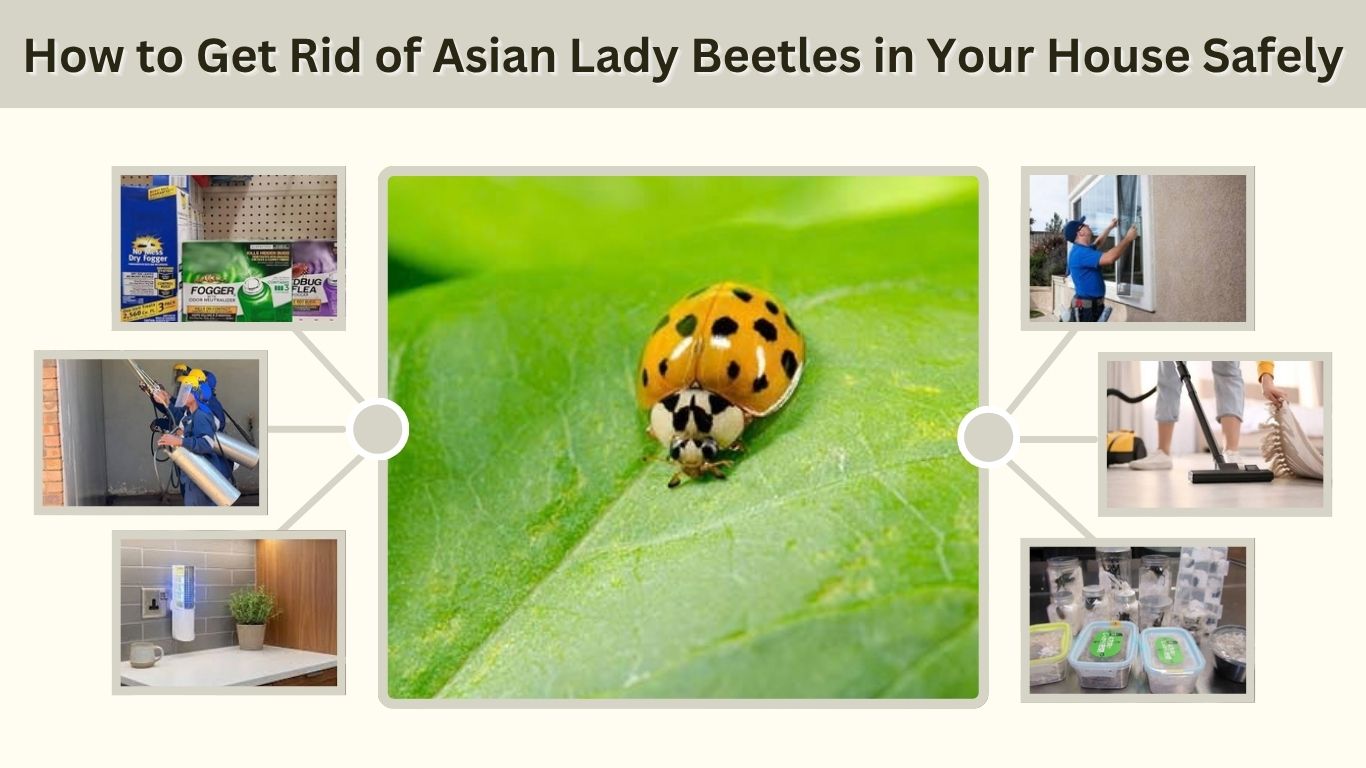 How to Get Rid of Asian Lady Beetles in Your House Safely