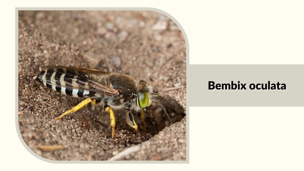 Bembix oculata