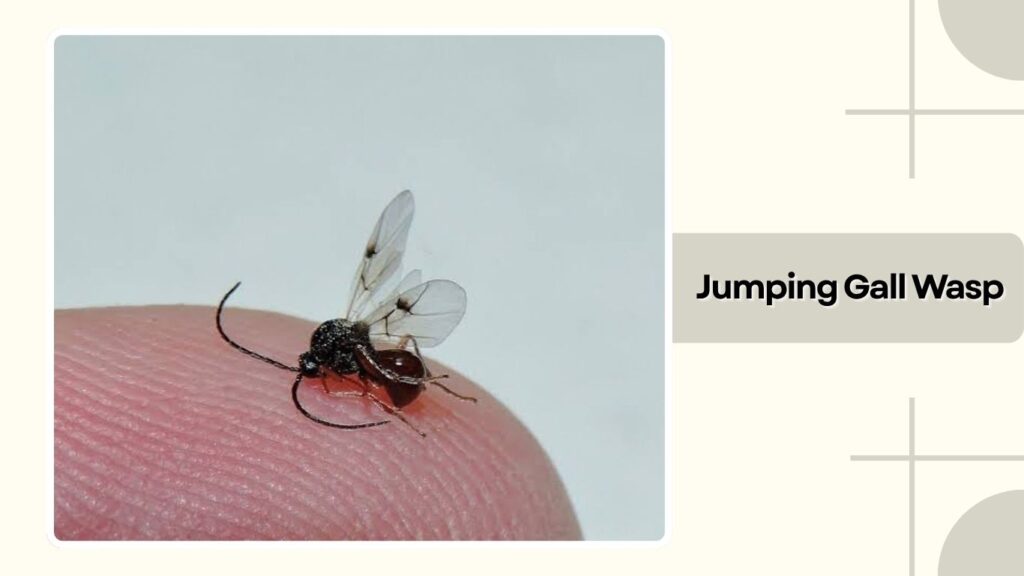 Jumping Gall Wasp